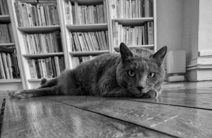 Lire la suite à propos de l’article La Street Photo chez soi ?